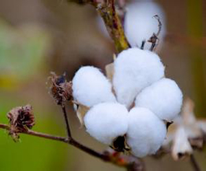 USDA报告：美国农业部棉花周度生长报告